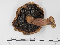 登錄號:F0013247藏品圖，第1張