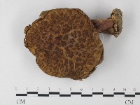 登錄號:F0013247藏品圖，第3張