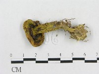登錄號:F0013248藏品圖，第1張
