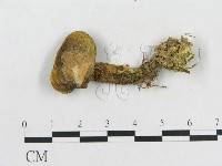 登錄號:F0013248藏品圖，第3張