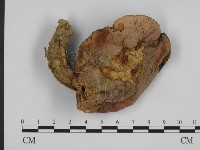 登錄號:F0013249藏品圖，第1張