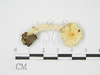登錄號:F0013250藏品圖，第1張