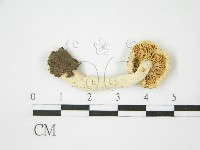 登錄號:F0013250藏品圖，第3張