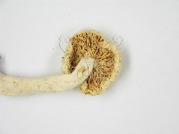 登錄號:F0013250藏品圖，第4張