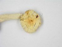 登錄號:F0013250藏品圖，第5張