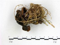登錄號:F0013251藏品圖，第1張