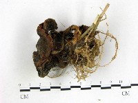 登錄號:F0013251藏品圖，第3張
