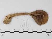 登錄號:F0013253藏品圖，第1張