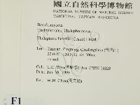 棕色革菌藏品圖，第2張