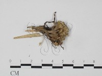 棕色革菌藏品圖，第1張