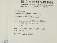 棕色革菌藏品圖，第2張