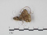 棕色革菌藏品圖，第1張