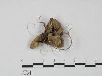 棕色革菌藏品圖，第3張