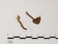 登錄號:F0013261藏品圖，第1張