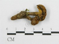 登錄號:F0013262藏品圖，第1張