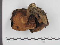 登錄號:F0013263藏品圖，第1張