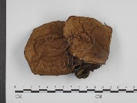 登錄號:F0013263藏品圖，第3張
