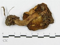 登錄號:F0013264藏品圖，第3張