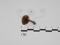 登錄號:F0013266藏品圖，第1張