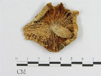 登錄號:F0013267藏品圖，第1張