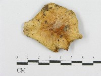 登錄號:F0013267藏品圖，第3張