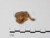登錄號:F0013268藏品圖，第1張