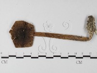 登錄號:F0013269藏品圖，第3張