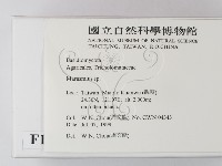 小皮傘屬藏品圖，第2張