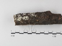 小皮傘屬藏品圖，第3張