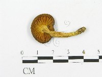登錄號:F0013271藏品圖，第1張