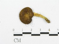 登錄號:F0013271藏品圖，第3張