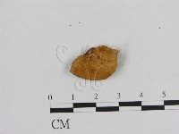登錄號:F0013272藏品圖，第1張