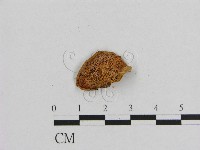 登錄號:F0013272藏品圖，第3張
