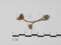 登錄號:F0013274藏品圖，第3張
