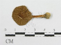 粉褶菌屬藏品圖，第3張