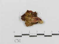 紅菇屬藏品圖，第3張