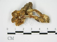 登錄號:F0013277藏品圖，第1張