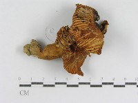 登錄號:F0013280藏品圖，第3張
