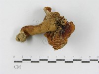 登錄號:F0013280藏品圖，第4張