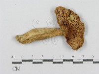 登錄號:F0013281藏品圖，第1張