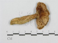 登錄號:F0013281藏品圖，第3張