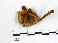 登錄號:F0013282藏品圖，第1張
