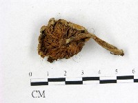 登錄號:F0013282藏品圖，第3張