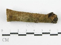 鬼傘屬藏品圖，第3張