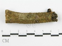 鬼傘屬藏品圖，第4張
