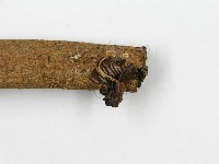 鬼傘屬藏品圖，第5張