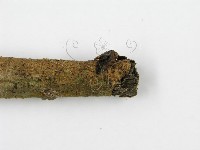 鬼傘屬藏品圖，第6張