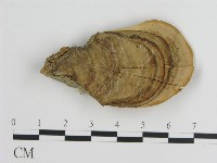登錄號:F0013285藏品圖，第1張