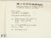 棕色革菌藏品圖，第2張