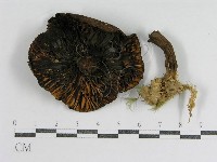 登錄號:F0013289藏品圖，第1張
